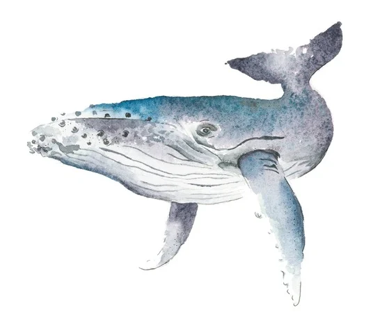 Whale – loose style